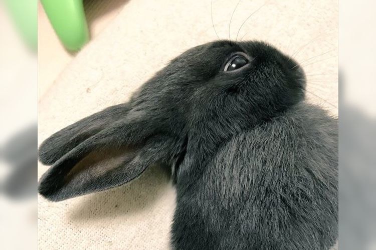 耳が口ばしに見えるぞ！？あの有名な"だまし絵"みたいな顔で寝るウサギが可愛い