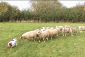 ある意味、牧羊犬かも！？小さなお尻で羊の群れを誘導するバセット・ハウンドが可愛い