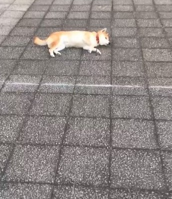 shiba_03
