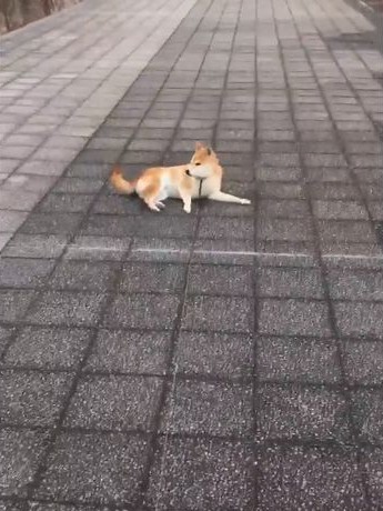 shiba_04