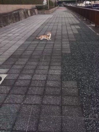 shiba_05