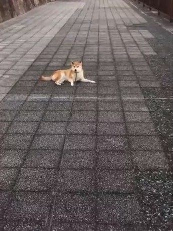 shiba_06