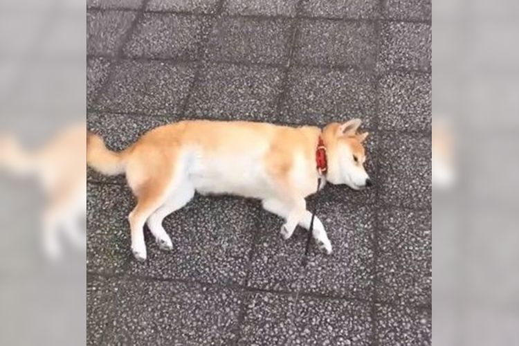 「飼い主が離れても横になり続けるのか実験してみた」→まさかの笑撃的な結果に!