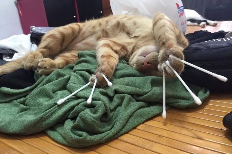 寝ている猫にいたずらしてみたら全然起きなかったしかわいすぎた。