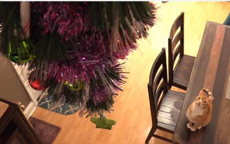 みんなが知恵を絞ったクリスマスツリーの猫対策8選！