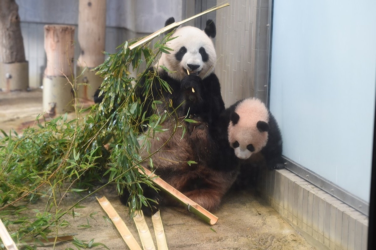 シャンシャンを探せ!リアルタイムの姿を上野動物園がライブ配信で公開!