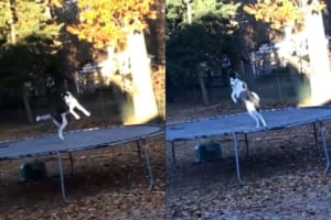 トランポリンではしゃぐかわいいハスキー！しかし突然悟りを開いたかのように我にかえる。。。