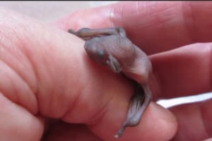 小さすぎて愛おしい！生まれたてのコウモリの赤ちゃんがめちゃくちゃ可愛いと話題に