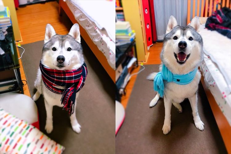 愛おしすぎる！マフラー姿が最高に似合うハスキー犬がまるで天使のよう