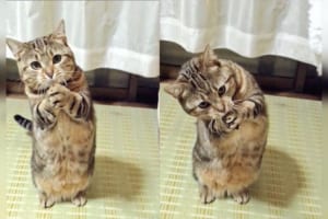 「おねがい♡ちゅ～る買って？」ニャンコのおねだりポーズが可愛すぎ