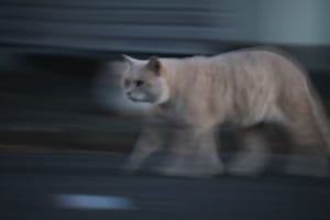 スタスタ感がハンパない！一眼レフ購入後初めて撮った猫の写真がじわじわくる