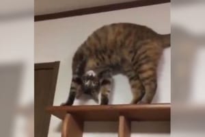 「この場所に登ったらいつもこのポーズ」謎すぎるけどめちゃくちゃ愛おしい