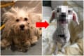 「あぁ~スッキリした!」野良犬の毛を剃ってあげたら満面の笑顔に