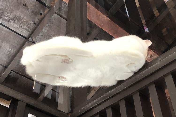 【猫】師走ですし、ここで一旦『猫の接地面』を下から眺めて癒されようではありませんか【たまらん】