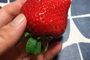 めちゃカワイイ～！猫ちゃんみたいなイチゴを見つけたよ