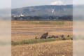 え、マジ!?佐渡島でどデカい"カラス"のような鳥が撮影され話題に