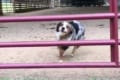 柵に向かって走っていくワンコ…飛び越えるのかと思いきや、驚きのジャンプを見せる！