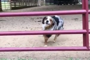 柵に向かって走っていくワンコ…飛び越えるのかと思いきや、驚きのジャンプを見せる！