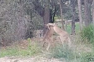 自宅の庭でカンガルー同士の取っ組み合いのケンカが勃発！途中で呼びかけてみると…