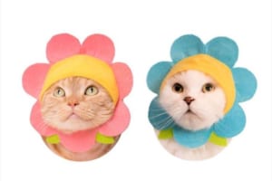人気の“ねこのかぶりものシリーズ”から『ねこフラワーちゃん』が登場！