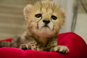 時々ちょっと笑うよ♪人形で遊ぶチーターの赤ちゃんのかわいさがキュン死レベル！