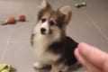 【動画】銃で撃つ真似をすると“コテンッと倒れるコーギー”が可愛らしい♪
