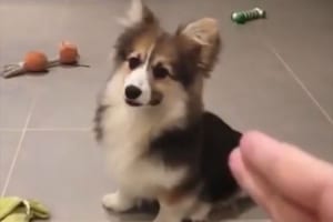 【動画】銃で撃つ真似をすると“コテンッと倒れるコーギー”が可愛らしい♪