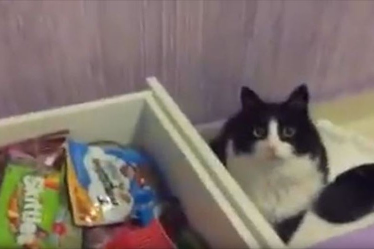 キャンディーが食べたくて…“引き出しを開ける→飼い主が閉める”の攻防…結果は!?