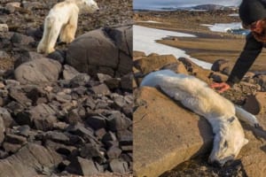 地球温暖化…餓死寸前のホッキョクグマの写真に現状を突きつけられる