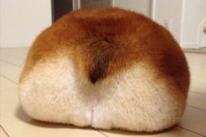 コーギーのお尻を眺めていたら…もはや“アレ”にしか見えなくなってきたぞ！