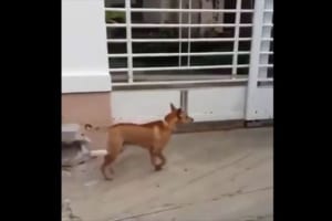 【驚愕】アクロバティックな技を繰り出したワンコ…まるで走り高跳びの選手のよう！？