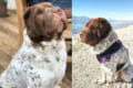 顔だけ見るとクマにも見える!?くっきりと2色に分かれたシャーペイ犬が人気!