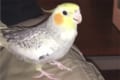 【動画】「iPhone鳴ってる?」外出する飼い主をアノ音で引き止めるインコが可愛いと話題!