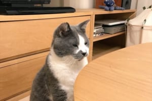 「グレーの犬って珍しいね？」と言われた…たまにワンコと間違えられるというニャンコ