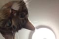 猫が勝手に自撮り!?しかもカメラを回すという高度な手法を取り入れててかわいい。