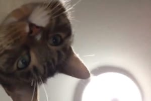 猫が勝手に自撮り！？しかもカメラを回すという高度な手法を取り入れててかわいい。