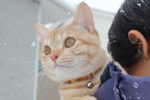 びっくり？大はしゃぎ！？雪を見た動物たちの反応【10選】
