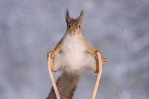 リスさんもオリンピック出場か！？スノボやスキージャンプをしている写真がめちゃ可愛い