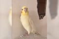 カメラ目線で「ピッ!ピッ!ピー!」全力で大熱唱するオカメインコちゃんが可愛すぎ