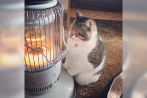 「あったかいニャ～♡」ストーブで温まるニャンコが可愛すぎて和む