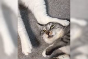 「あっちょっ！やめっ・・・。」頭を踏まれたニャンコの表情が切ないけどめちゃ可愛い