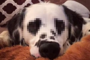 目がハートになってる！めっちゃラブリーなダルメシアンが海外で話題に