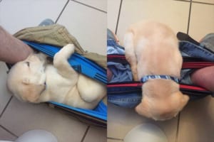 飼い主さんのパンツの中が大好きな子犬、1歳になりどう変わったでしょう？