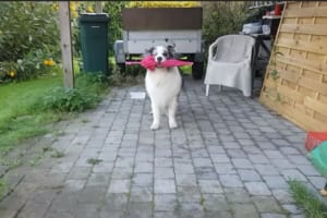 え、まじで！？そんなことできるんだ！ワンコの華麗なる特技にビックリ仰天！