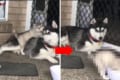 「ちょっと何やってんのよ…」はしゃぎすぎて子犬にまさかのハプニング発生!