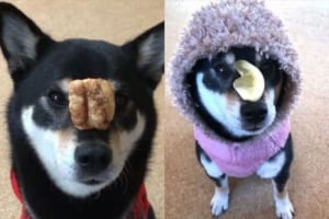 その瞬間を見逃すな！超高速で「鼻パク」するワンコがすごい！