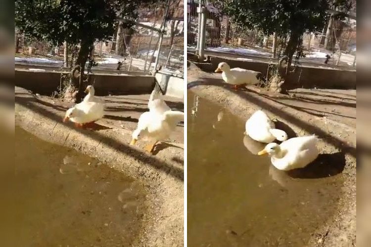 「よし、池にはいるぞぉ！」→「あれ…凍ってるじゃないかぁああ～！」