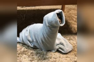 【怪奇現象？】さっきまで着ていた寝巻がむくりと起き上がった、その正体は！？【ネッシー？】