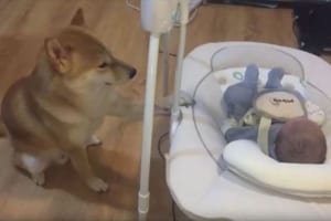 【動画】子守をする柴犬…ゆりかごの揺らし加減が絶妙！赤ちゃんもぐっすり♪