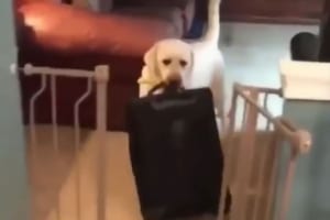 「絶対に行かせないワン！」飼い主の旅行に気づいたワンコが強攻策に出る！